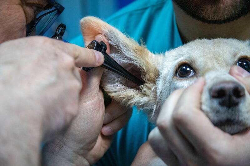 Prefeitura inaugura Hospital Público Veterinário em BH