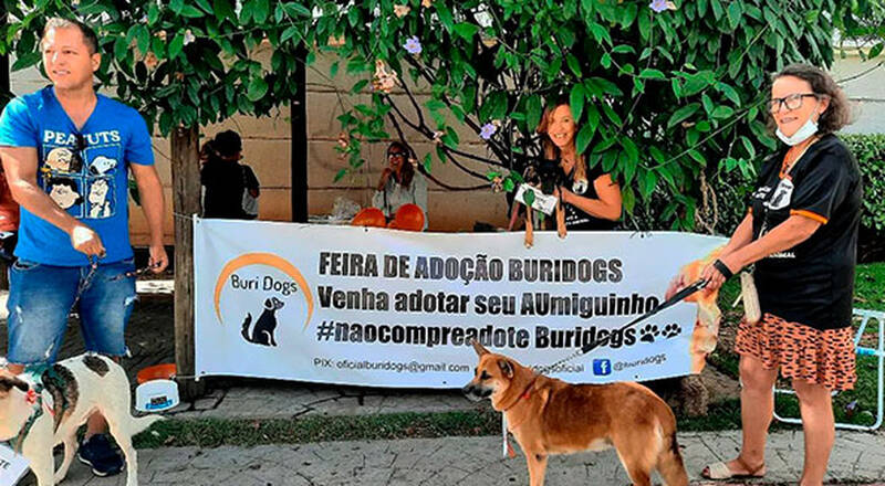 Onde adotar cachorro em BH: veja 5 ONGs de adoção de cães